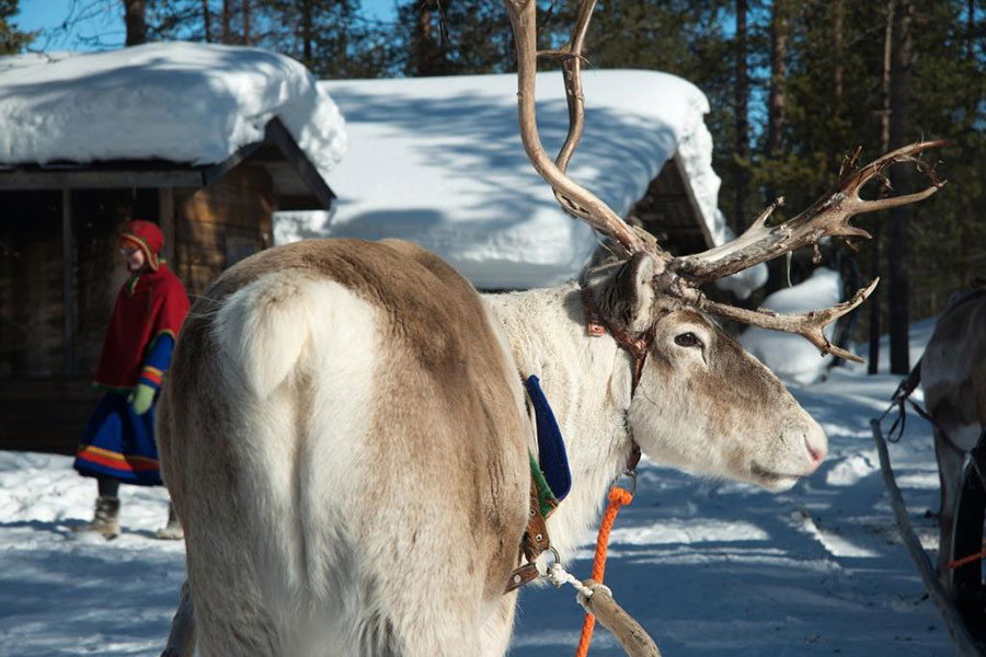Auroras Boreales Escandinávia 2