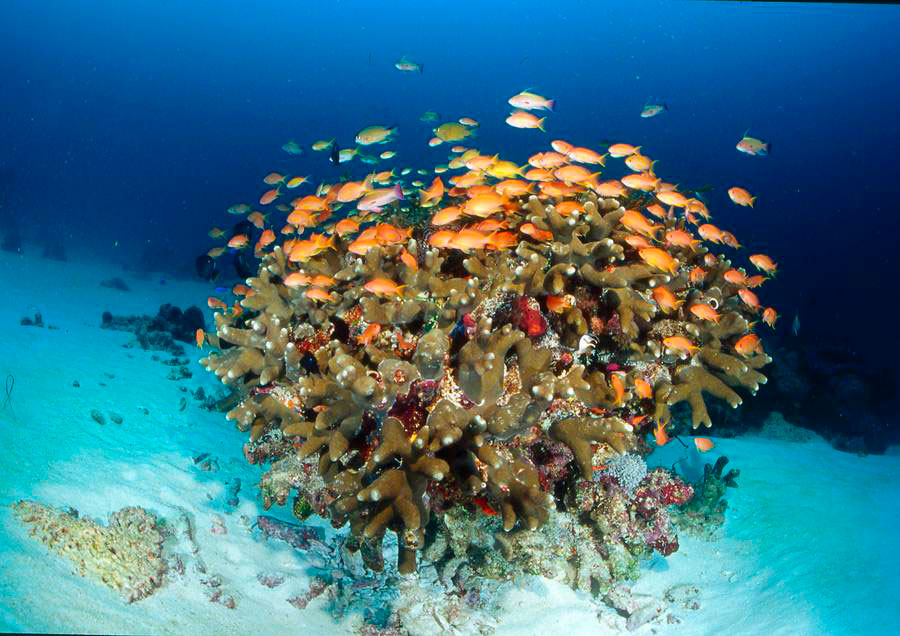 Maldivas Verano eterno Descanso en las Maldivas 3