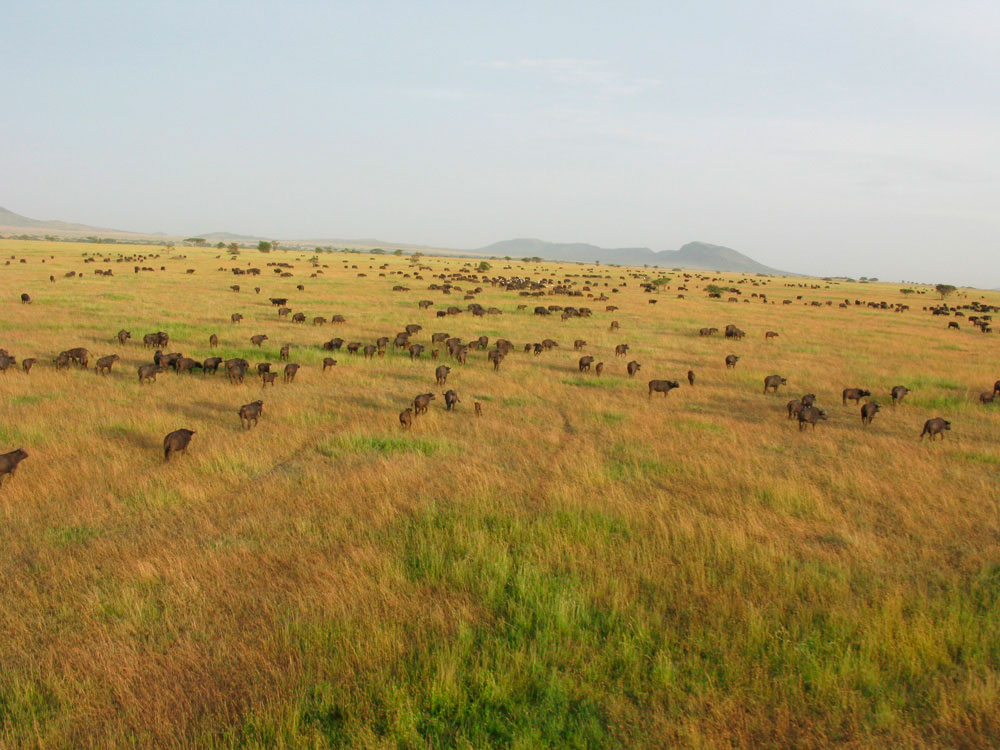 Safari en Globo por el Serengueti 2