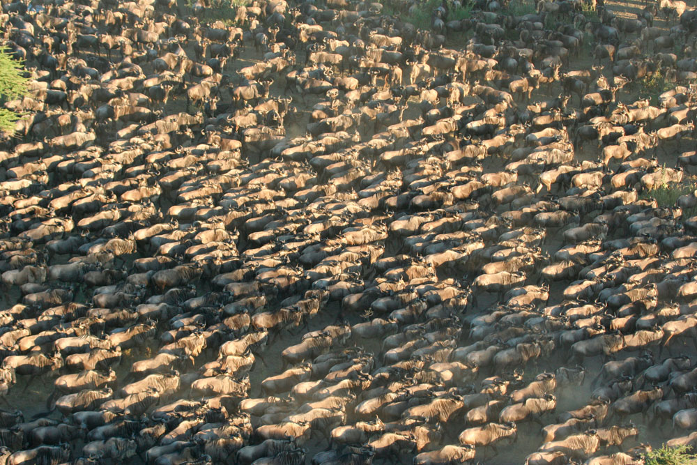 Safari en Globo por el Serengueti 3