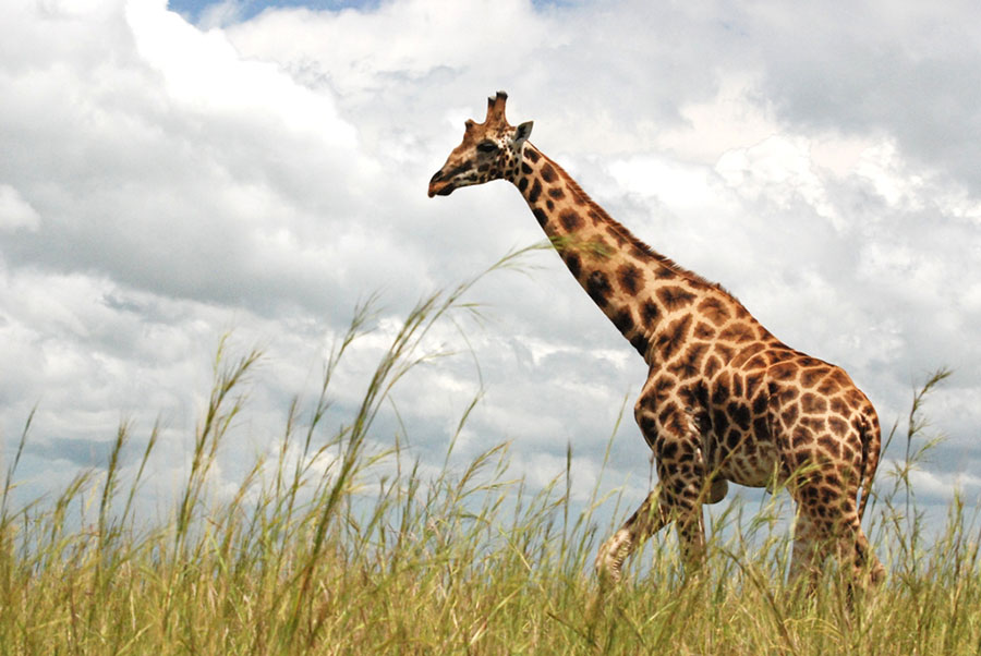 Uganda La perla de África 2